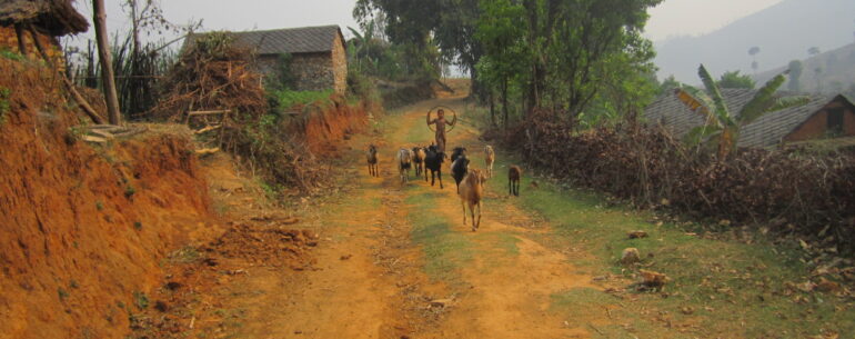 Child herding goats along a village road in Aathrai, Tehrathum, Nepal
