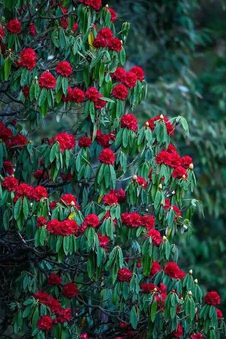 a rhododendro tea
